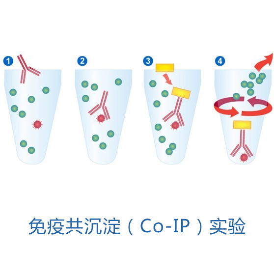 免疫共沉淀(Co-IP)實驗