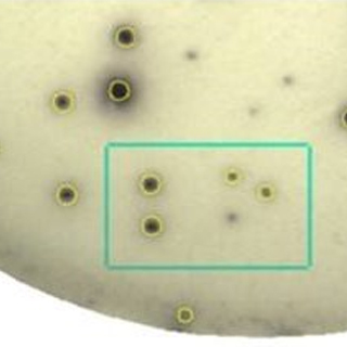 酶聯斑點(Elispot)實驗服務