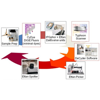 DIGE一雙向熒光差異凝膠電泳(Two-dimensional fluorescence difference gel electrophoresis ,2D-DIGE),是在傳統雙向電泳的基礎上發展而來的新型蛋白質組學定量技術